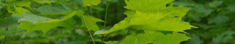cropped-green-leaves-2000x380-v2.jpg