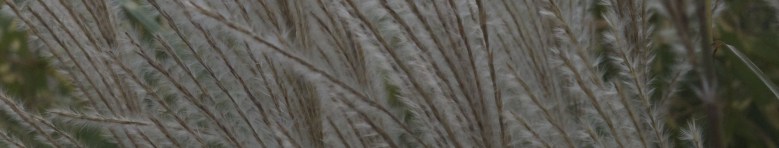 cropped-more-grass-2000x380-v-2.jpg