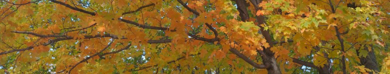 Fall leaves 2000x380 v2